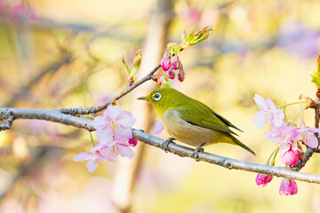 河津桜とメジロ (japanese white-eye)