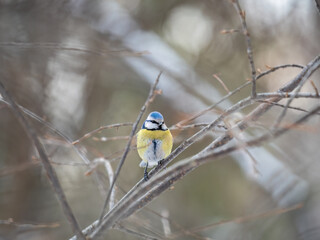 Cute bird, Eurasian blue tit, songbird sitting on a branch without leaves in the autumn or winter
