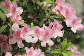 beautiful rhododendron flower in the spring garden.