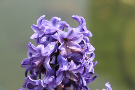 field of purple flowers with shallow depth