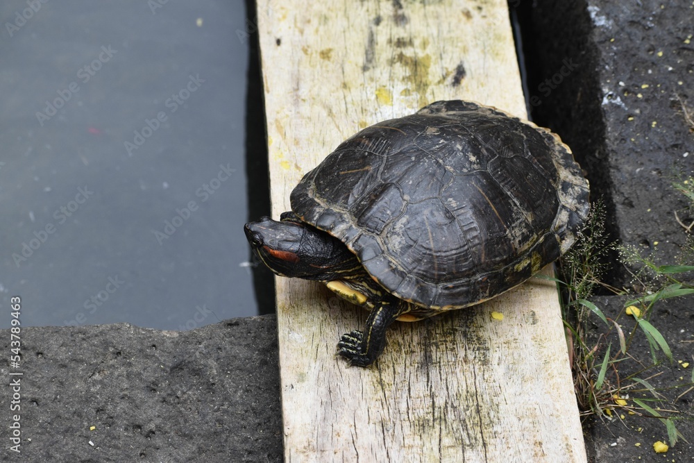 Poster tiny turtle with a black shell crawling on the wooden surface in the daylight