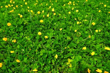 Arachis pintoi is growing and blooming yellow.  Geraldo Pinto, Pinto Peanut (Arachis Pintoi cv....