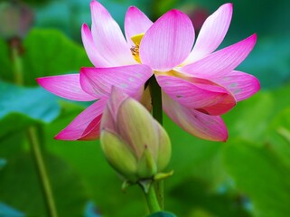 Fototapeta premium 満開に咲き誇る蓮池
