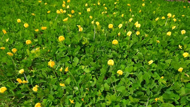 Arachis pintoi is growing and blooming yellow.  Geraldo Pinto, Pinto Peanut (Arachis Pintoi cv. Amarillo), Leguminosae-Papilionoideae