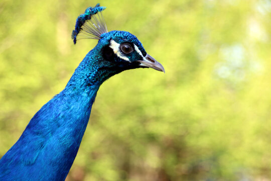 T&ecirc;te de paon bleu