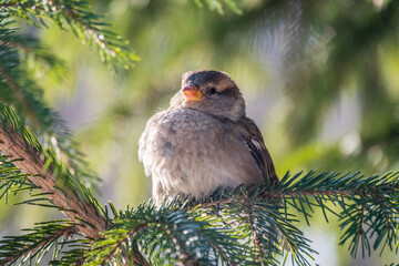 Sparrow sits on a fir branch in the sunset light.