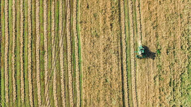 Harvester machine working in field aerial drone view from above, combine harvester agriculture machine harvesting ripe wheat field
