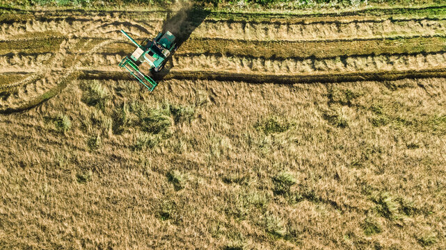 Harvester machine working in field aerial drone view from above, combine harvester agriculture machine harvesting ripe wheat field
