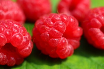 Malina Rubus idaeus Glen Ample bezkolcowa © Perovskia