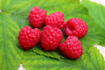 Malina Rubus idaeus Glen Ample bezkolcowa © Perovskia