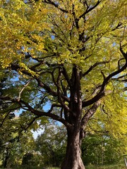 Obraz premium 黄色く紅葉した大木