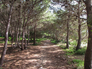 footpath in the woods
