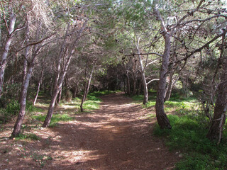 Fototapeta premium footpath in the woods