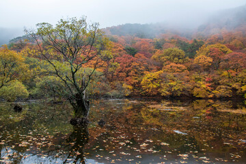 Fototapeta premium fall