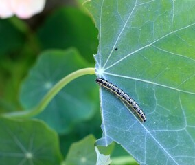Caterpillar Pieris Brassicae on garden nasturtium, Tropaeolum majus. Caterpillar of white butterfly damaging leaves, focus on the head.