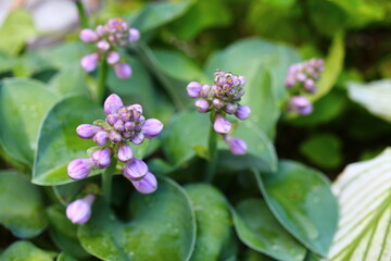 funkia Blue Mouse Ears Hosta