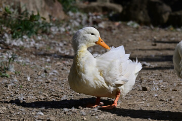 雨引観音のアヒル