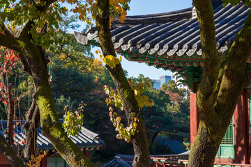 Fototapeta premium fall in seoul