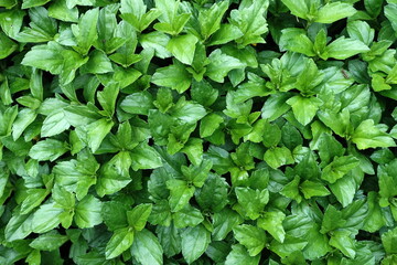 Close up Green Leaves Texture Background.