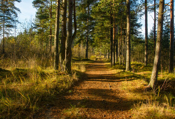 Road in a pine forest in the Leningrad region in autumn.