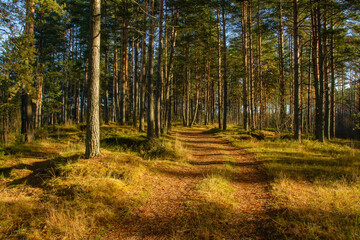 Obraz premium Road in a pine forest in the Leningrad region in autumn.