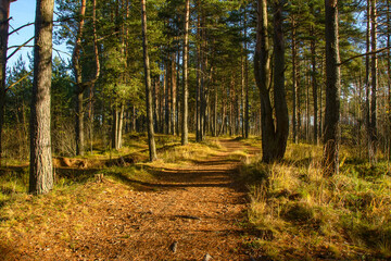 Road in a pine forest in the Leningrad region in autumn.