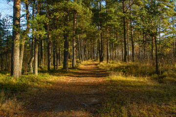 Obraz premium Road in a pine forest in the Leningrad region in autumn.