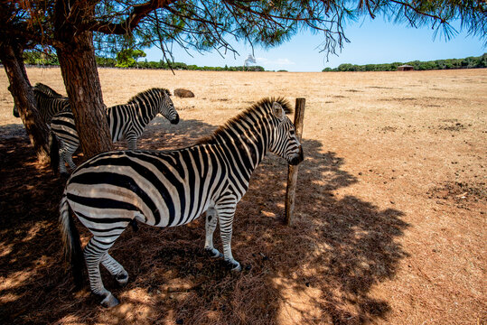 2022 08 09 Croazia Zebra