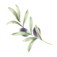 Obraz premium Olive branch with olive isolated. Watercolor botanical illustration. Watercolor olive branch isolated.