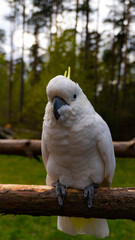 cozy cockatoo