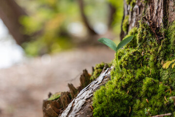 自然の森の中で発芽する植物　エコイメージ