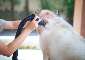 Blow, Siberian dog hair, after bathing, with blower, cleaning, pet care, at home, prevent mold, dampness, skin disease.
