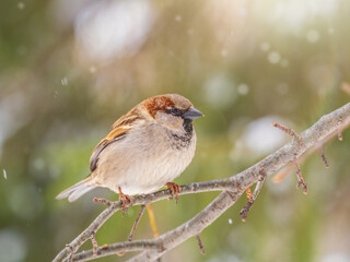 Sparrow sits on a branch without leaves.