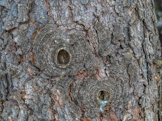 Bark texture and background of a old fir tree trunk. Detailed bark texture. Natural background