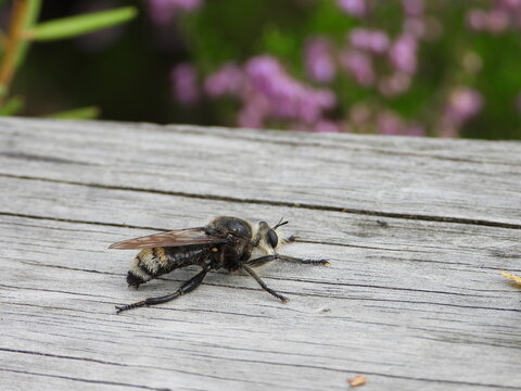 Striped robberfly - Laphria gibbosa resting