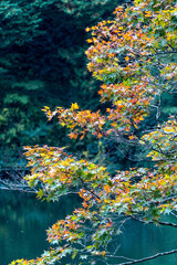 Fototapeta na wymiar 色づく秋の風景