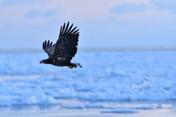 Bird watching with floating ices in winter