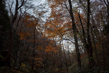 日本の岡山県の若杉天然林のとても美しい紅葉