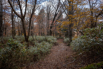 日本の岡山県の若杉天然林のとても美しい紅葉