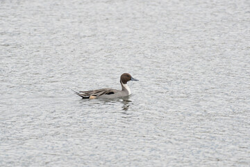 A pintail swimming on sea