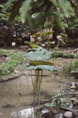 Vertical of lotus plant in water in tropical jungle