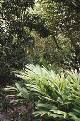 integrated plant in farm, vertical frame, tropical plant bush