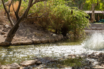 Pond  with a fountain in Gan Guru kangaroo park in Kibutz Nir David in the north of Israel