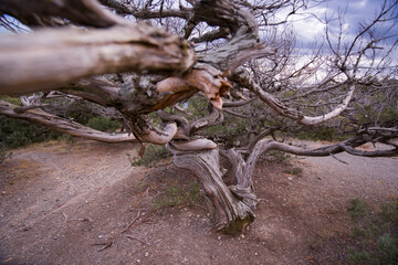 Tourist route Golitsyn's Trail. Crimea, Novy Svet settlement