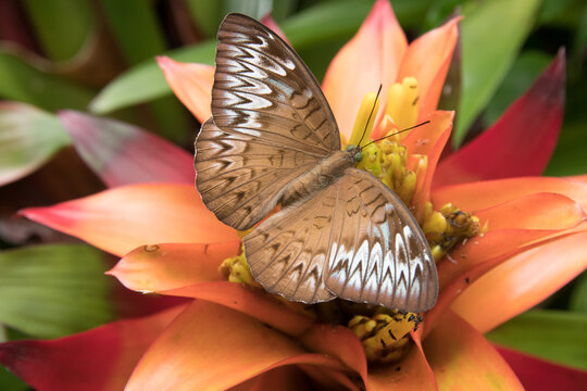 Tanaecia Pelea Pelea
Malay Viscount Butterfly
Penang Hill Habitat
Malaysia 28.10.22