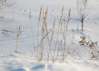 Dry grass on the snow as a background.