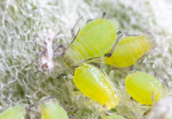 Small green aphids on a tree leaf.