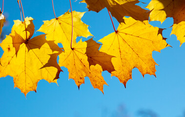 Yellow maple leaves on the tree in autumn.