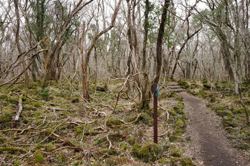 winter path through vines and old trees