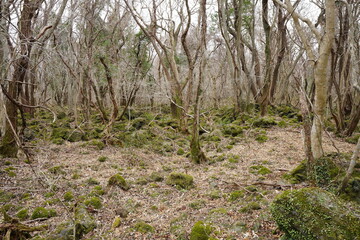 mossy rocks and bare trees in winter forest